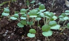 畦地生產紫蘇芽苗菜的方法
